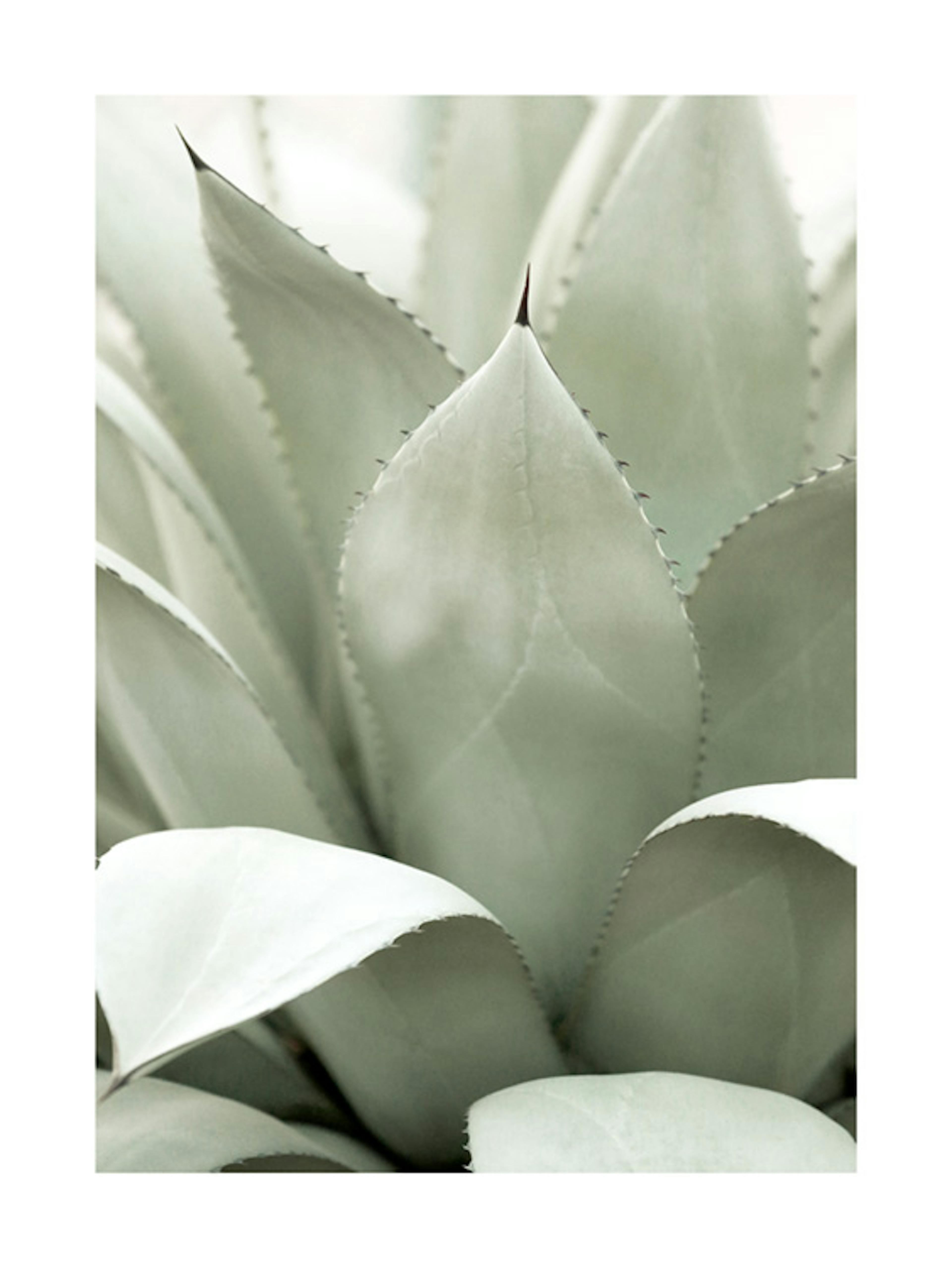 Agave Plant Poster 0