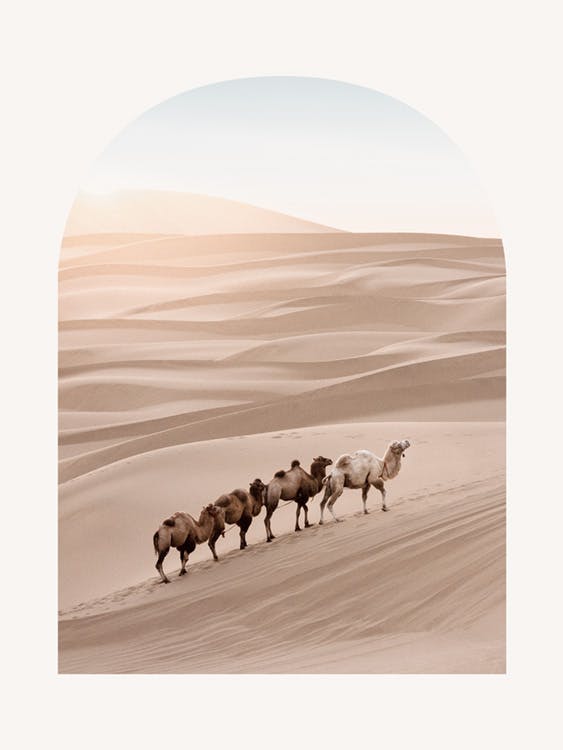 Ørkenkameler Plakat 0