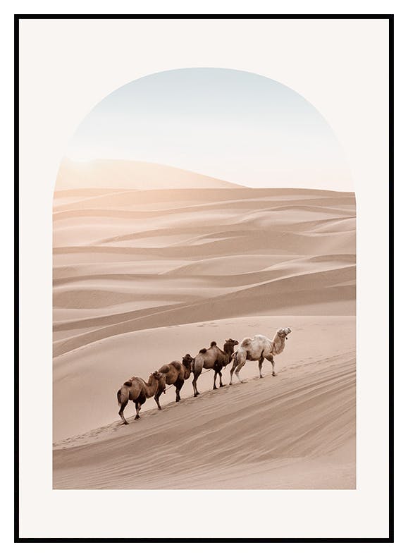 Chameaux Désert Poster (50x70 cm) - Poster Store