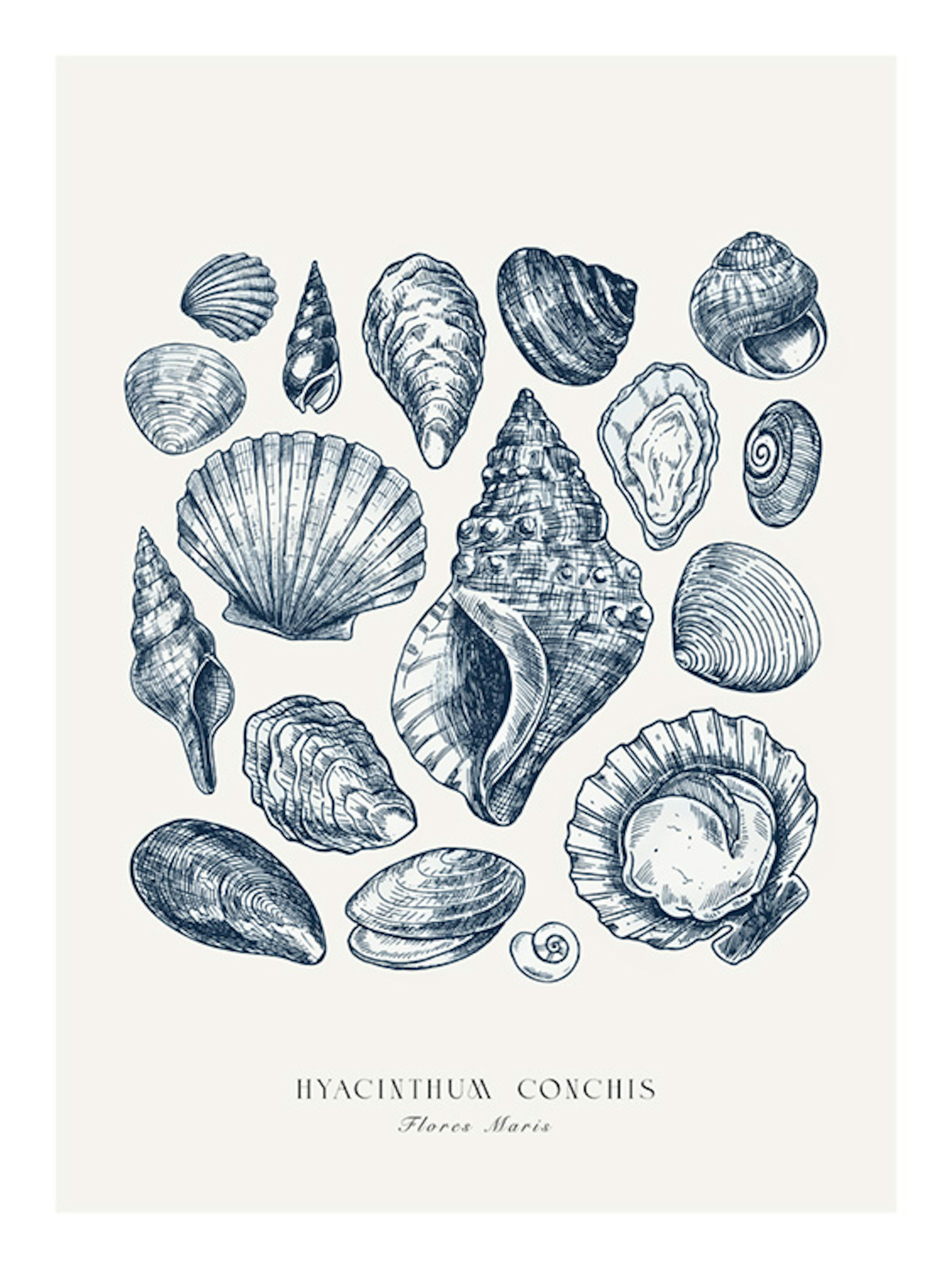 Blaue Muscheln Poster 0