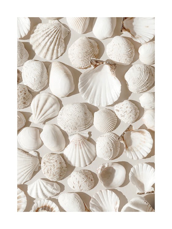 Beige Shells Poster 0