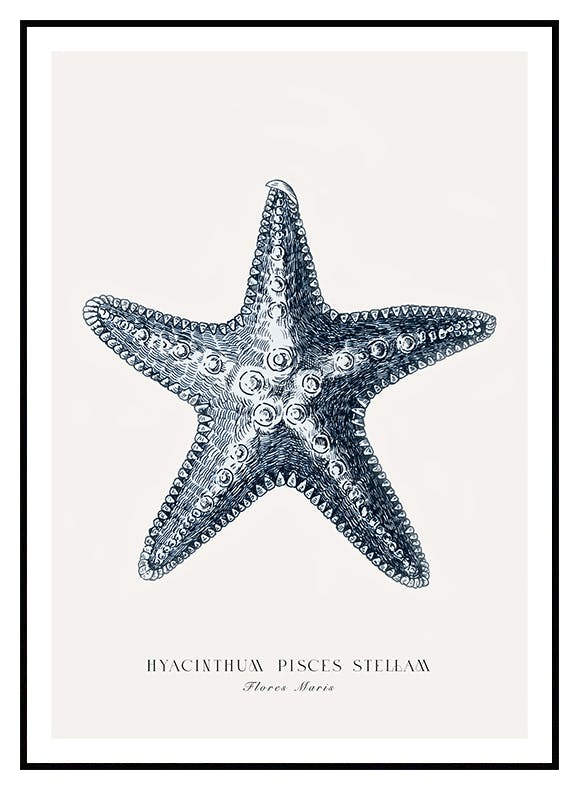 Blå Sjöstjärna Poster (30x40 cm) - Poster Store