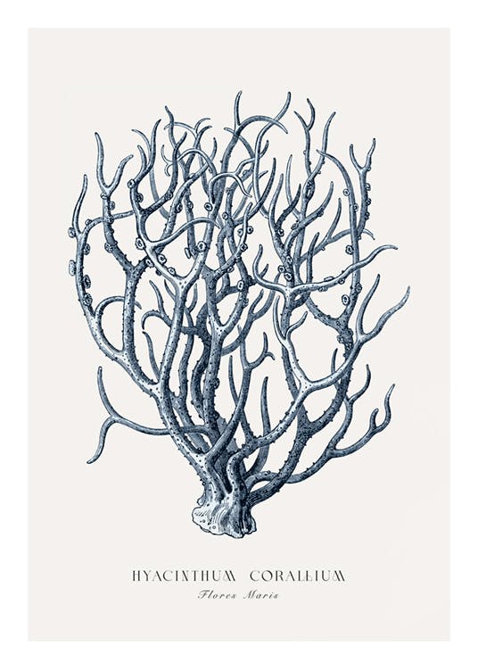 Coral albastru Poster 0