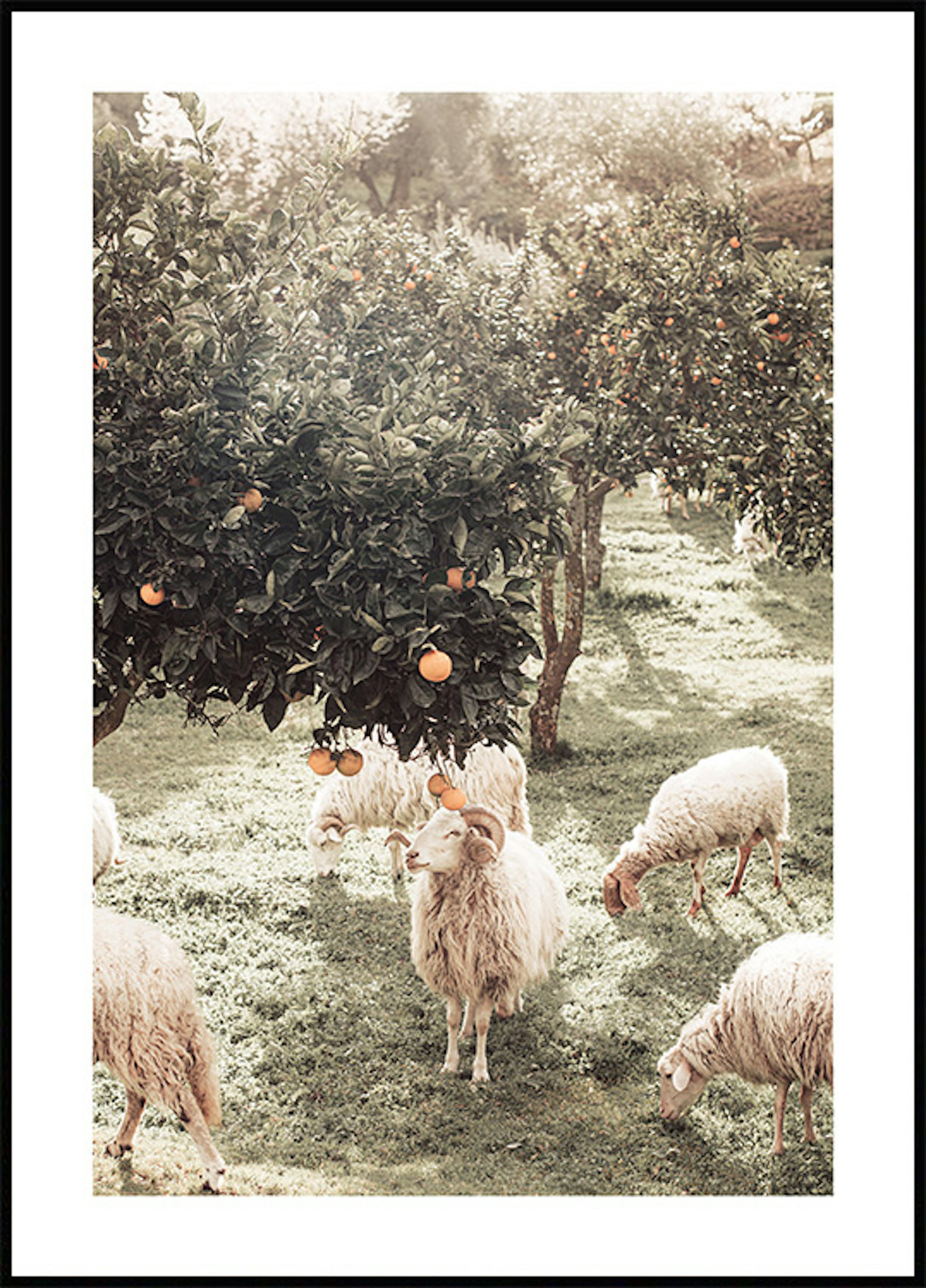 Schafe und Orangenbaum Poster 0