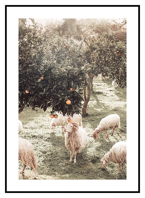 Moutons et Orangers Poster (50x70 cm) - Poster Store