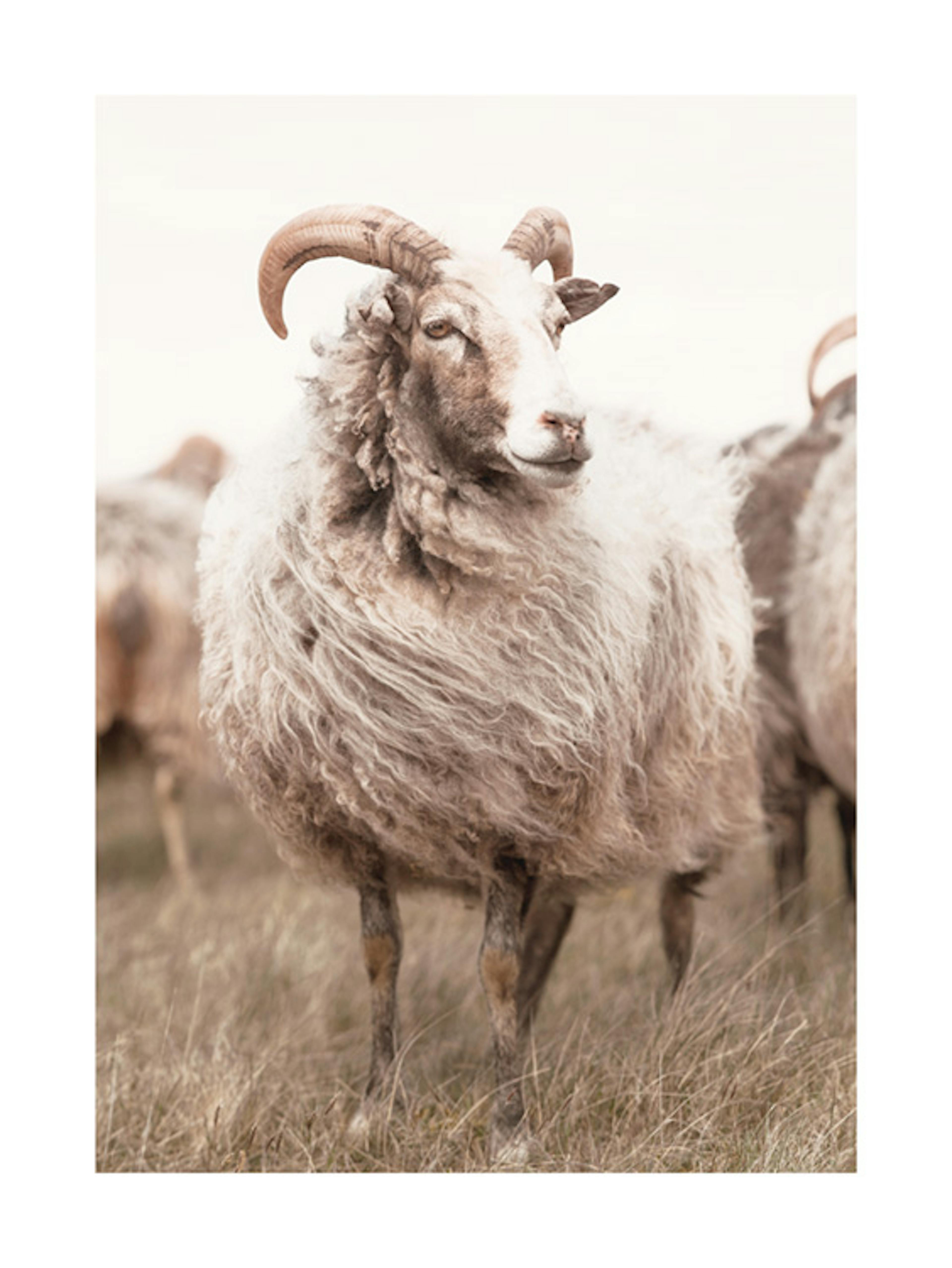 草原の羊ポスター 0