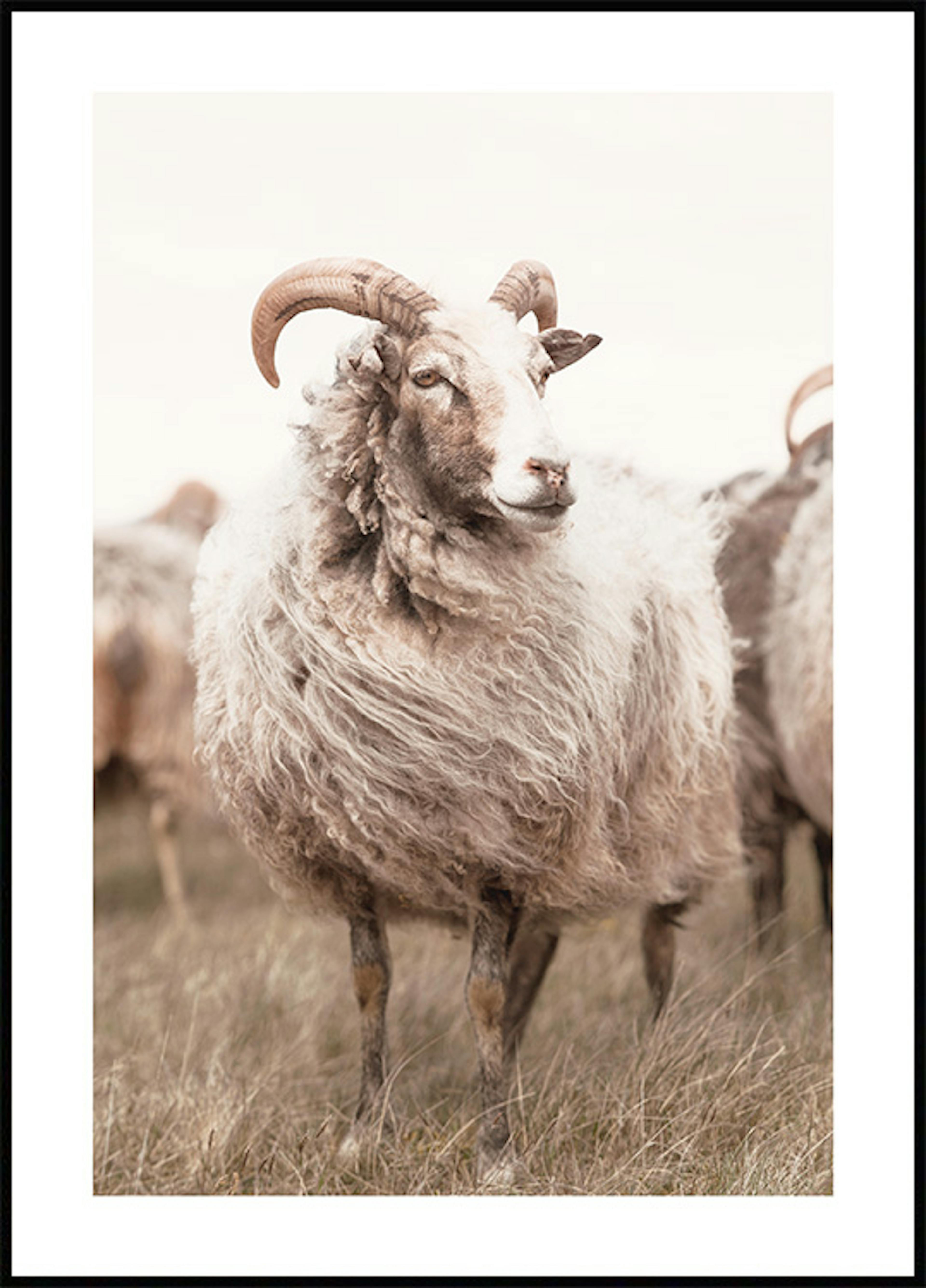 草原の羊ポスター 0
