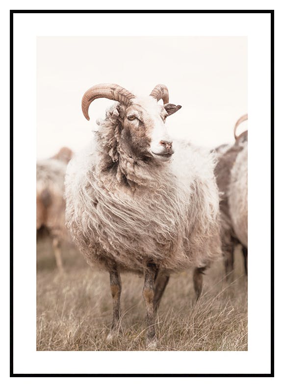 Sheep on Meadow Poster (50x70 cm) - Poster Store