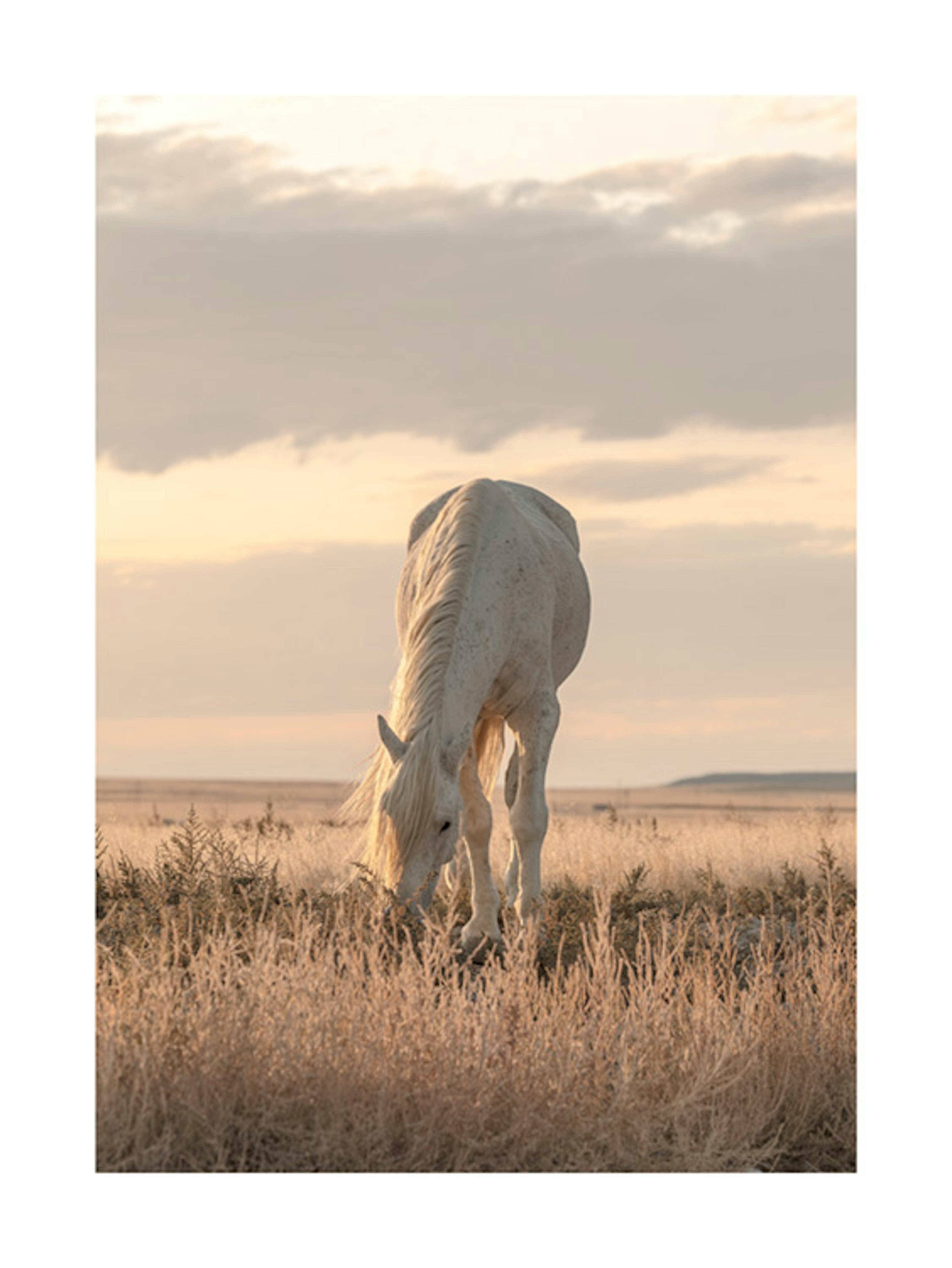 Hest i Solnedgang Poster 0