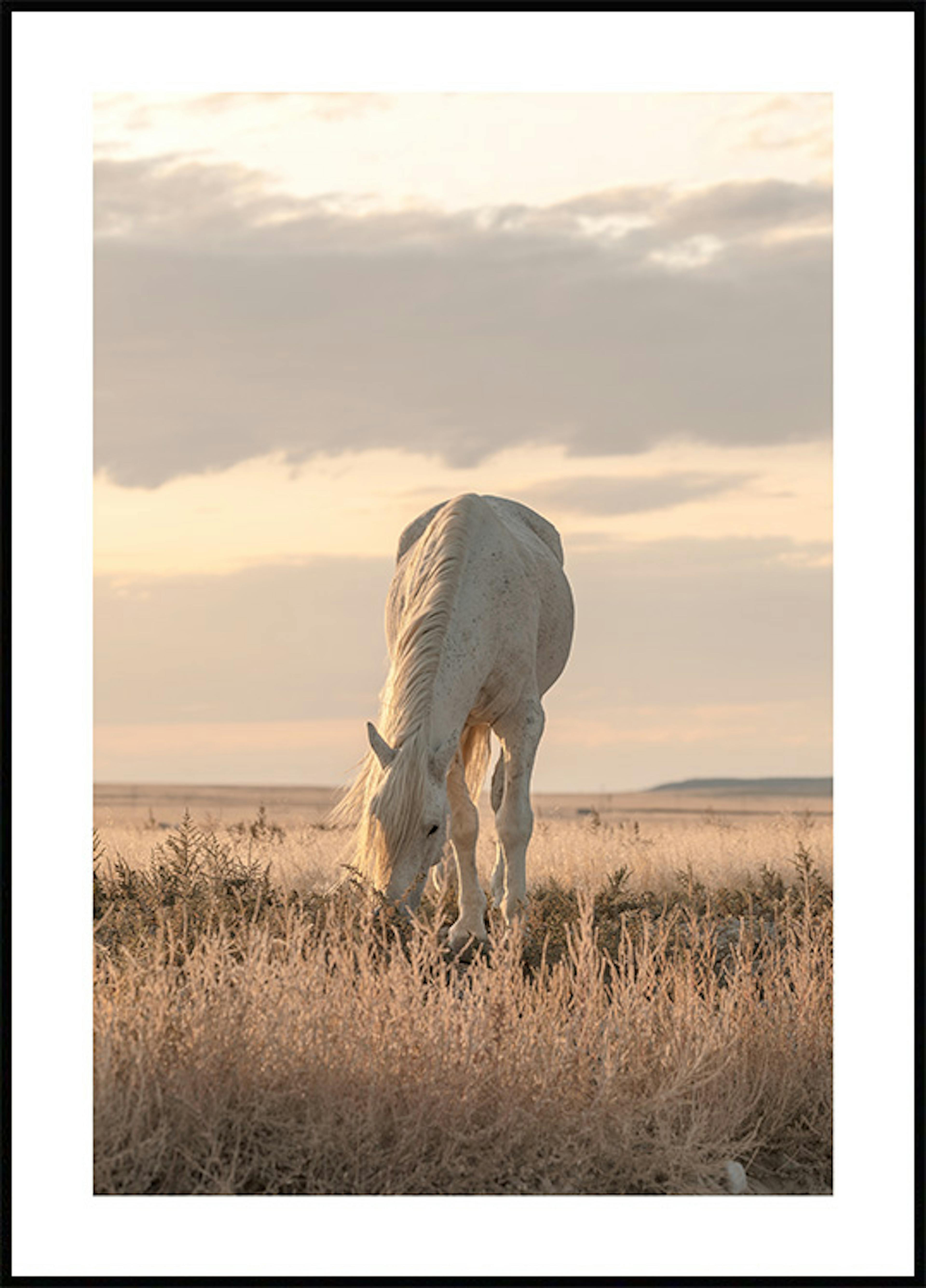 Pferd im Sonnenuntergang Poster 0