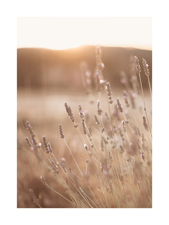 Meadow at Sunset Poster 0