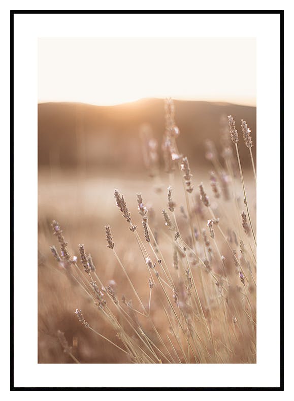 Niitty ja Auringonlasku Juliste (50x70 cm) - Poster Store