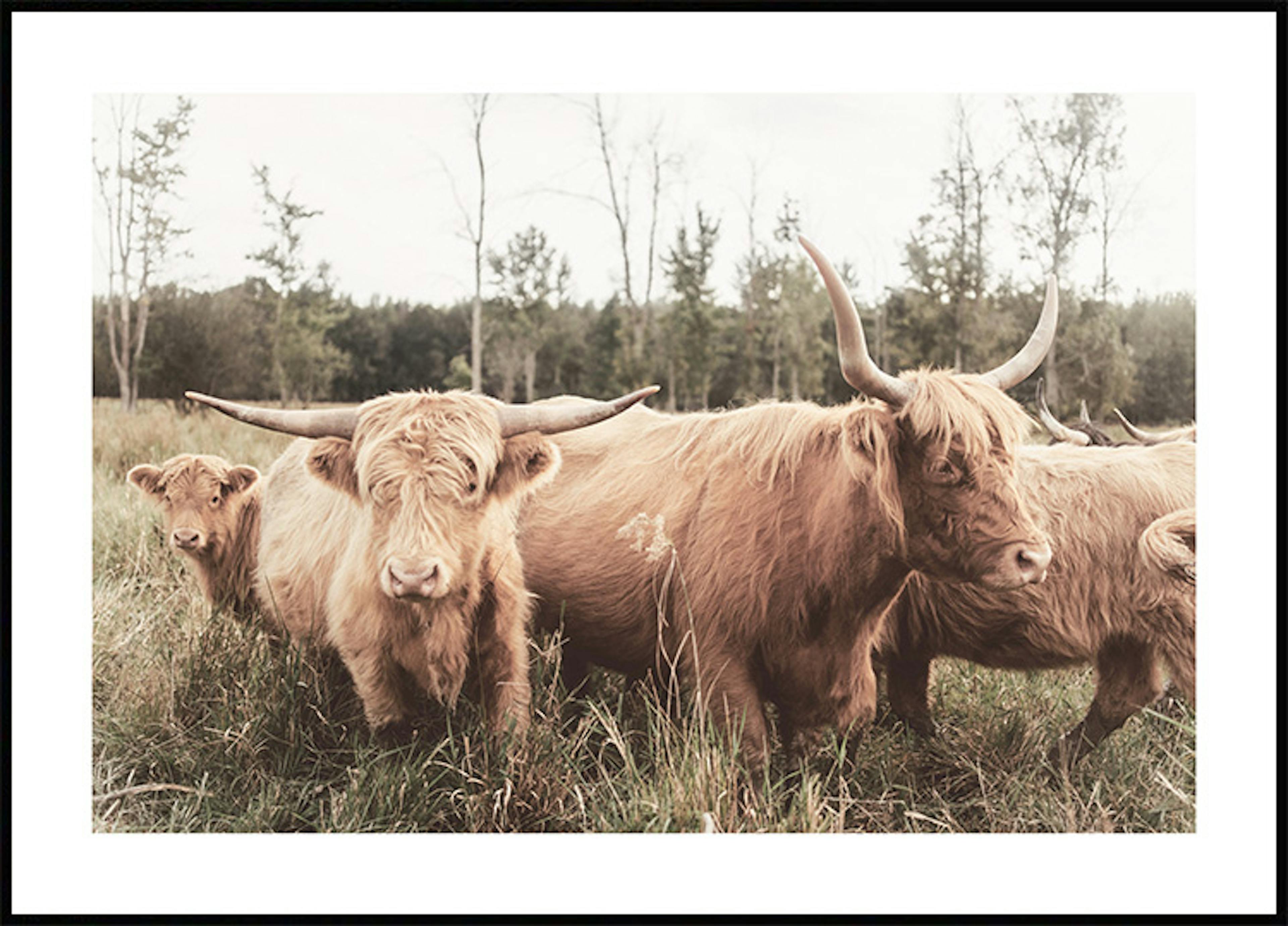 Highland Cattle Flock Poster 0