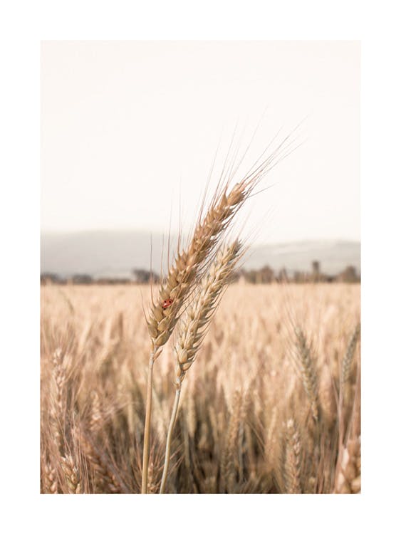 Beruška na pšenici Plakát 0