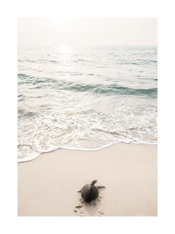 Plakat med havskildpadde 0