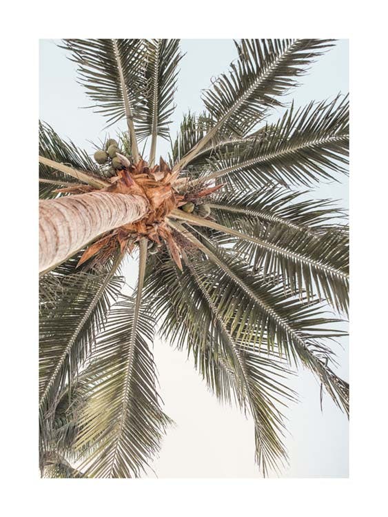 Plakát Palm View 0