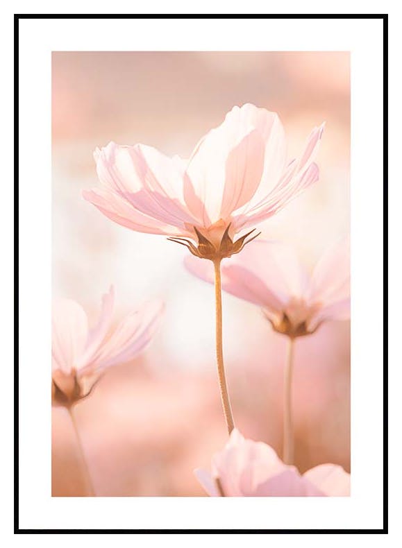Roze bloemen in zonlicht Poster (21x30 cm) - Poster Store