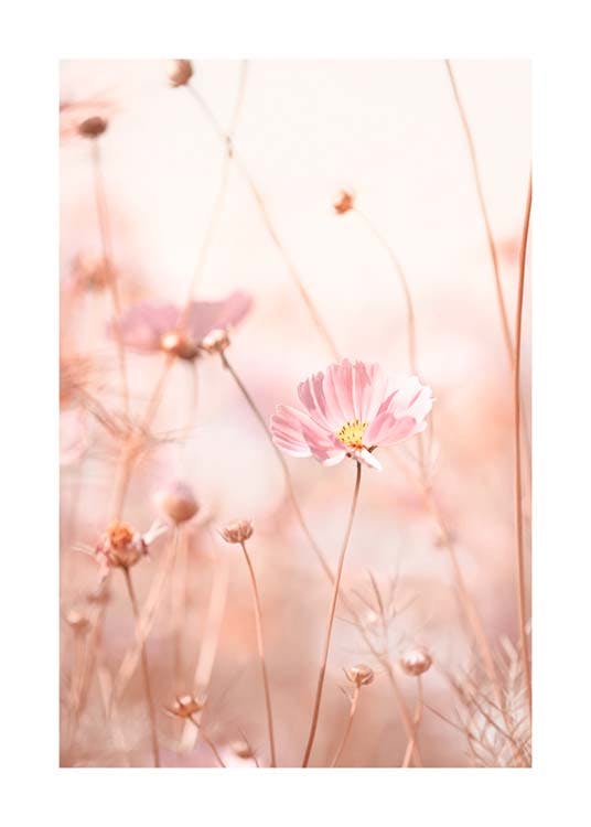 ملصق زهور الكون الوردي 0