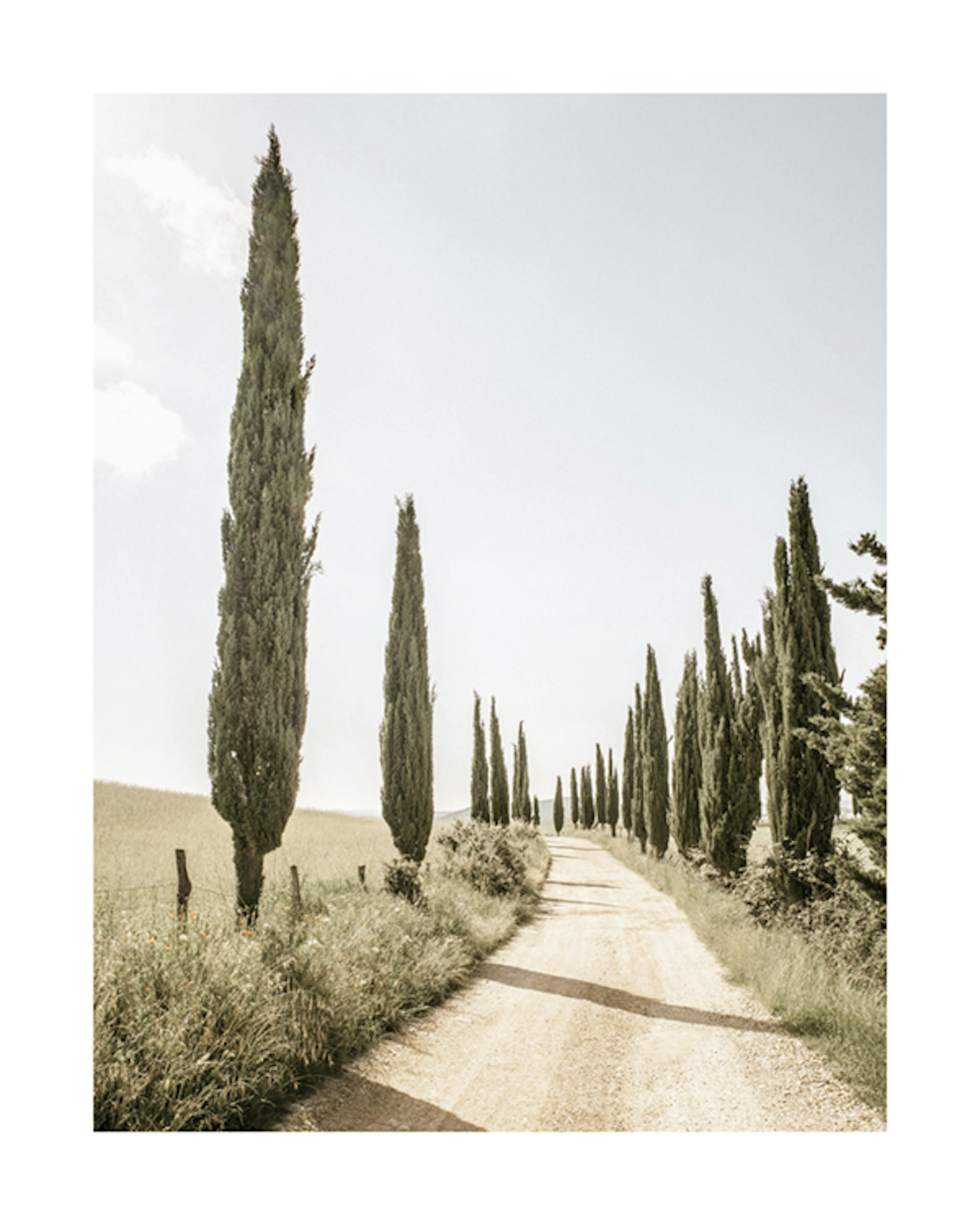 Cypress Tree Alley Poster 0