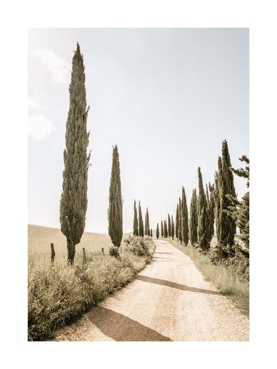 Cypress Tree Alley Poster 0