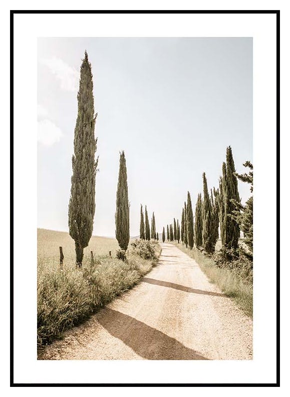Cypress Tree Alley Plakat (40x50 cm) - Poster Store