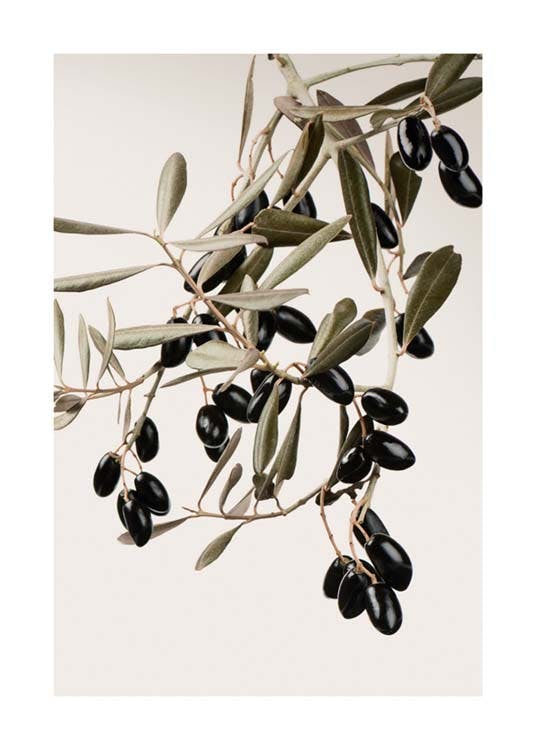 Olive Branch Poster 0