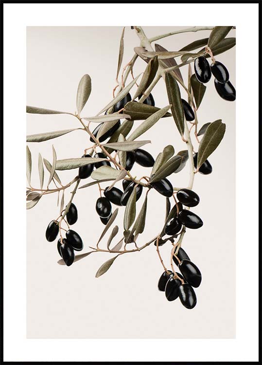 Poster olive branch with olives 