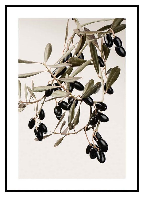 Olivenzweig-Plakat (50x70 cm) - Poster Store