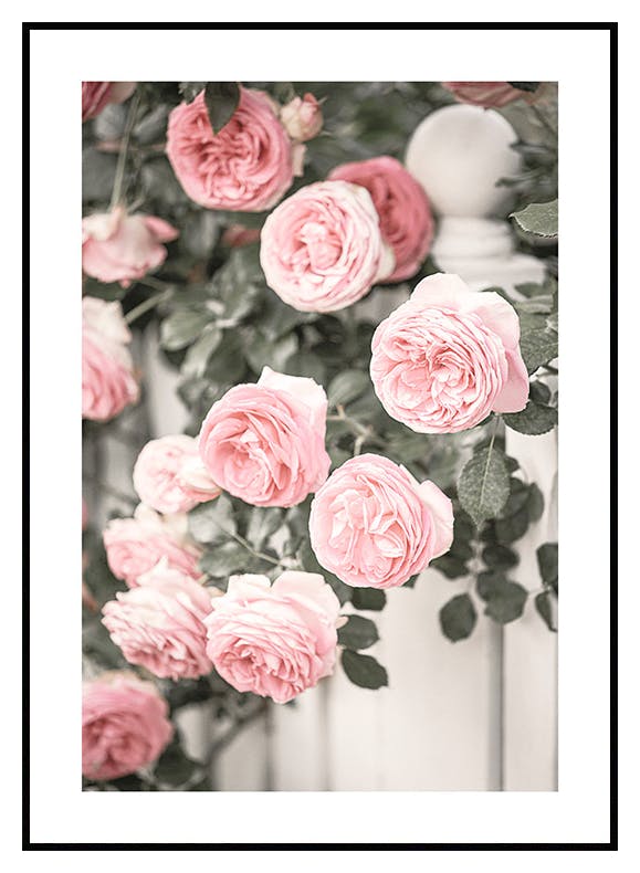 Prints Garden Roses Poster (30x40 cm) - Poster Store