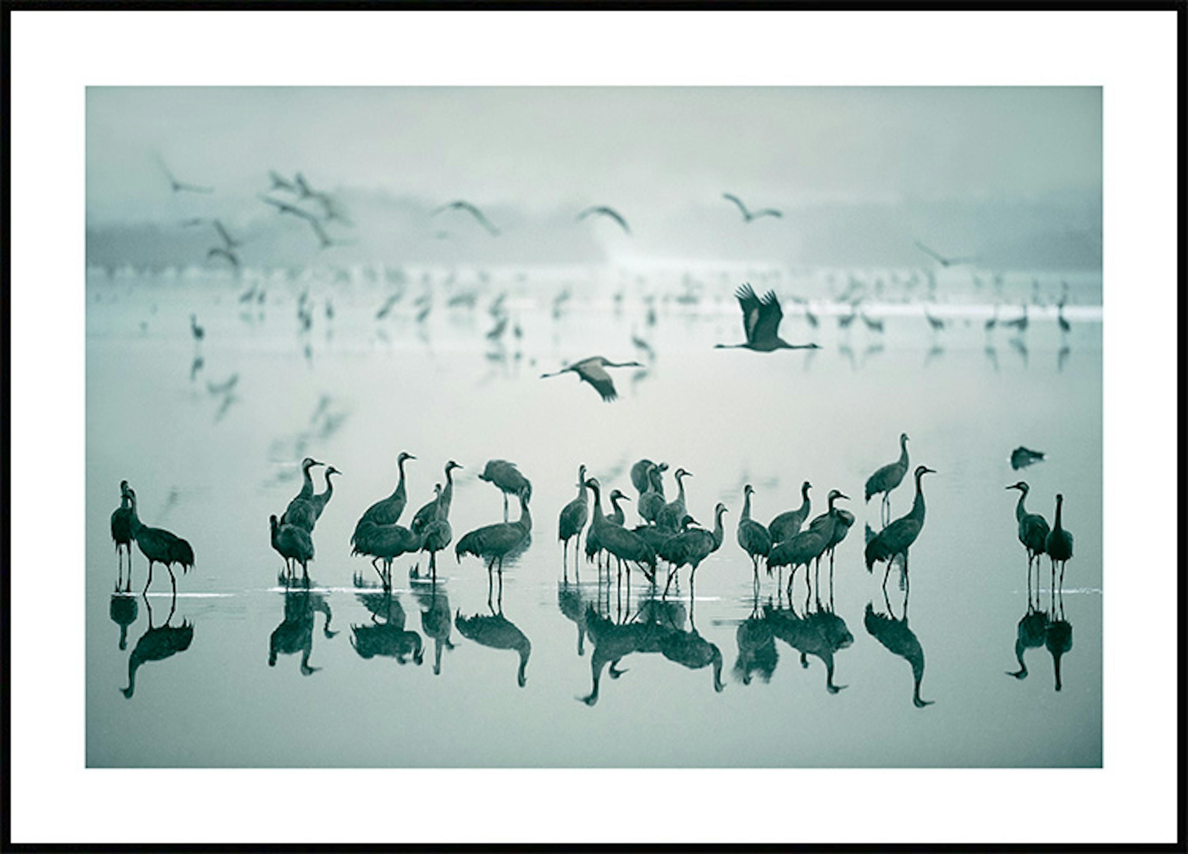 朝の湖の鶴ポスター 0