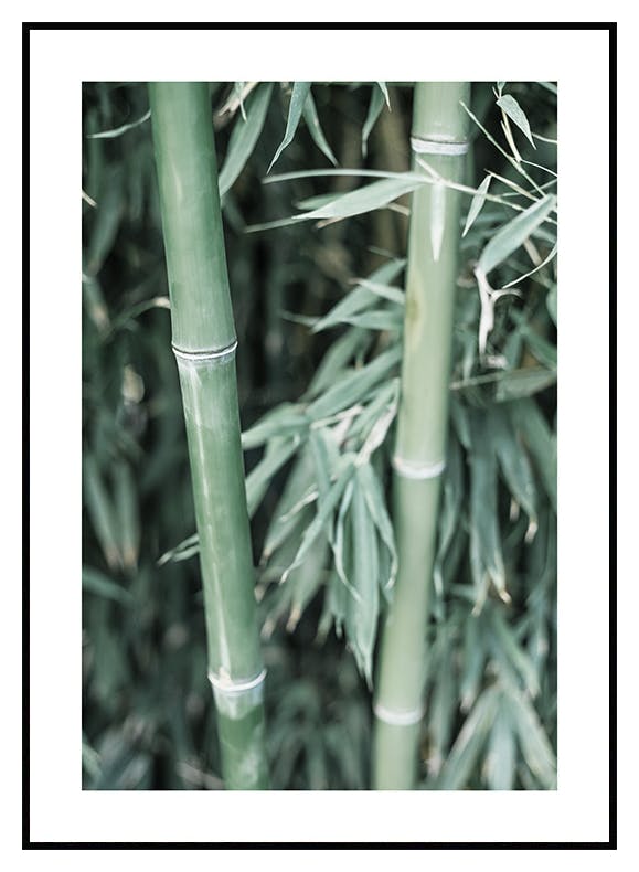 Grüner Bambus Poster (21x30 cm) - Poster Store