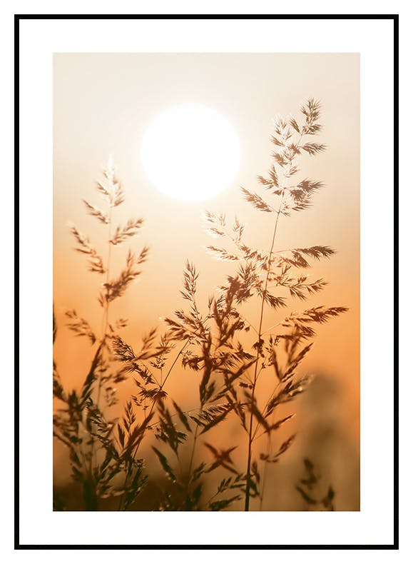 Trawa w Zachodzącym Słońcu Plakat (50x70 cm) - Poster Store