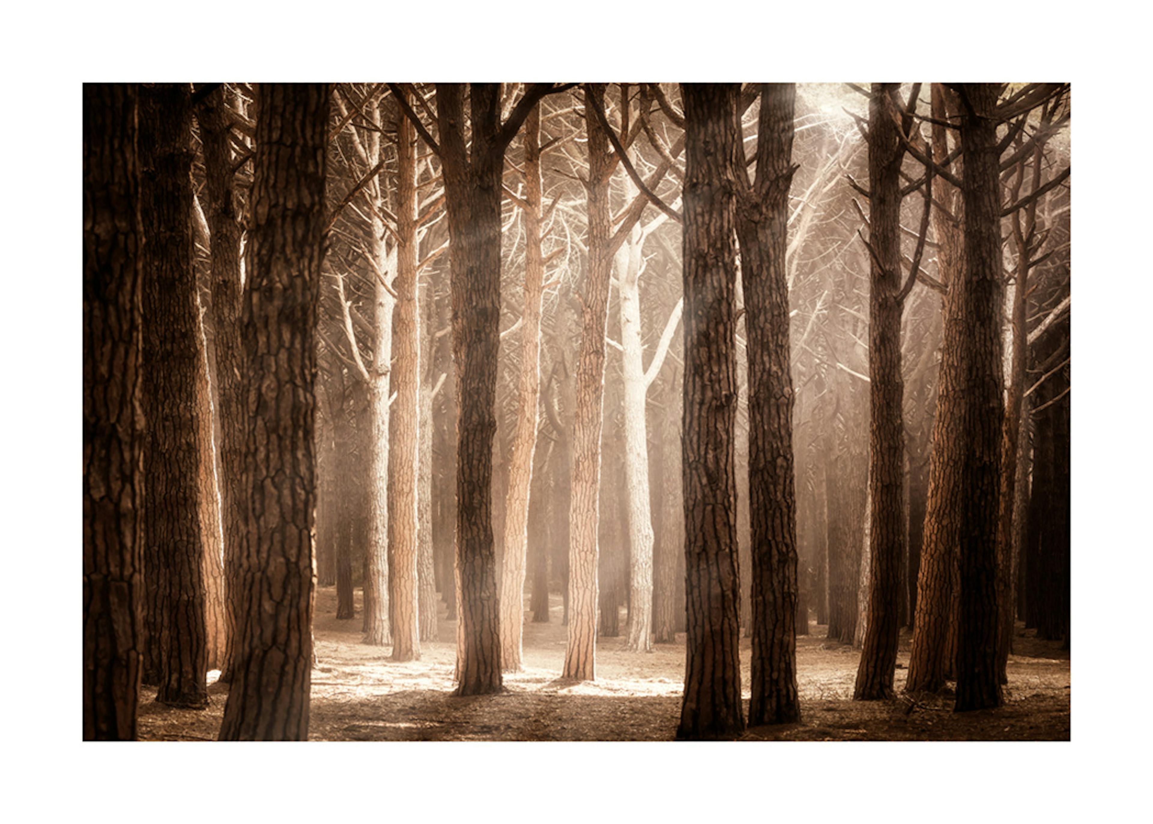 Raze de lumină în pădurea magică Poster 0