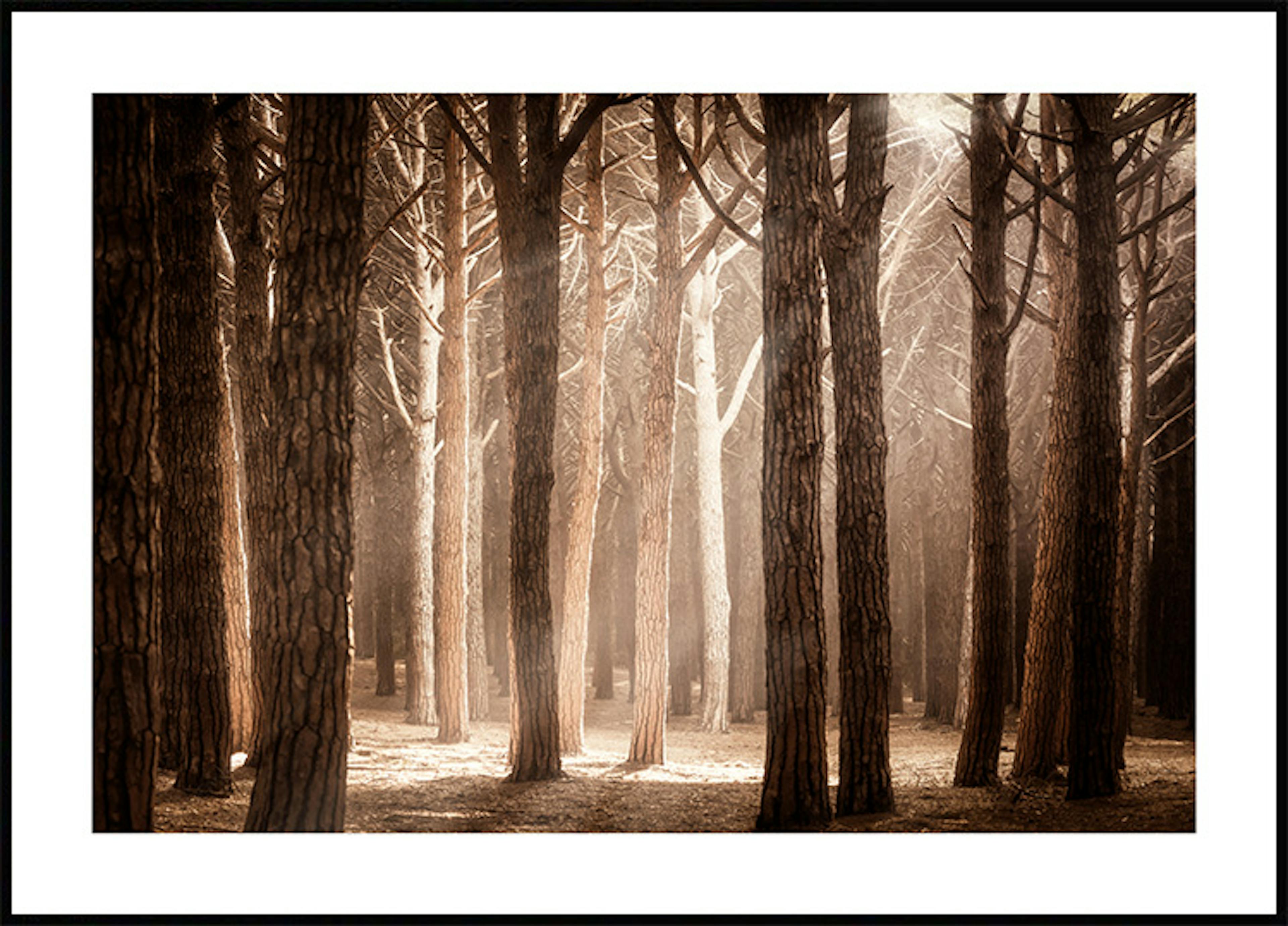 Magical Forest Sunlight Poster thumbnail