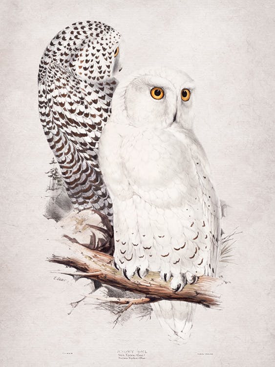 Snowy Owl Poster 0