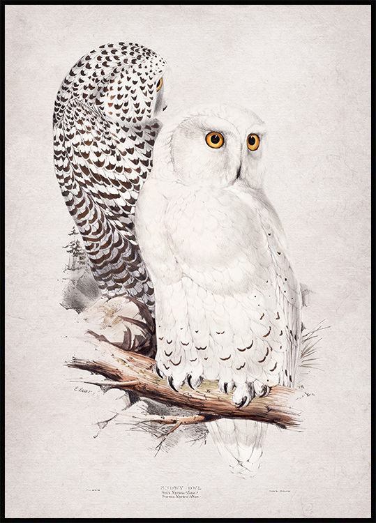 Snowy Owl Poster owl