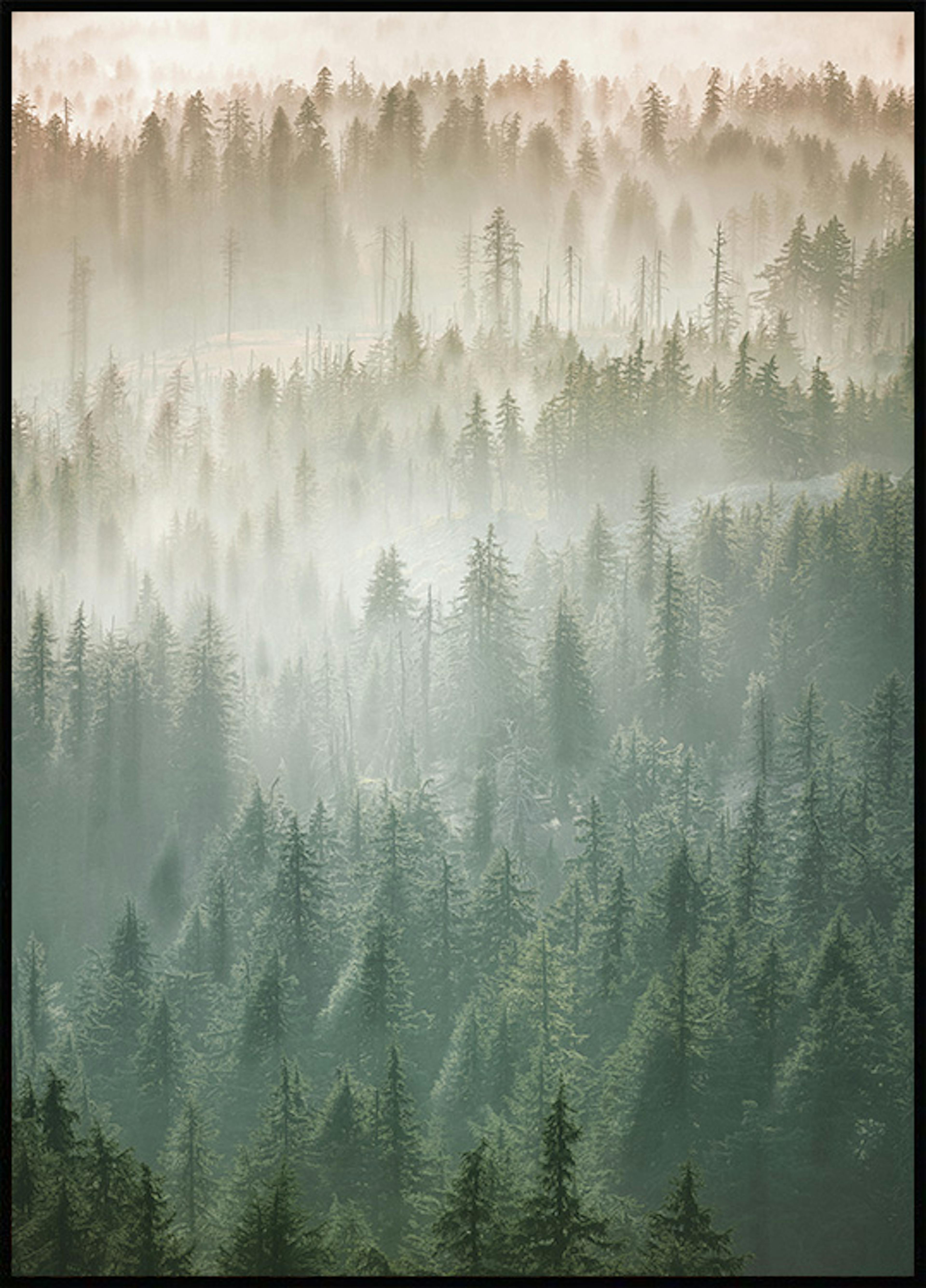 Brume sur la cime des arbres Poster 0