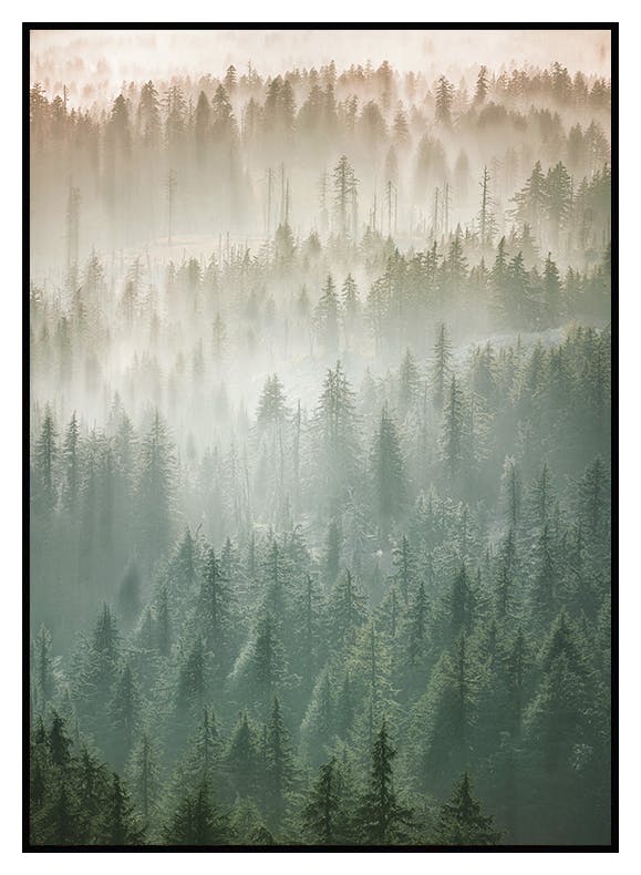 Tåge over trætoppene plakat (30x40 cm) - Poster Store