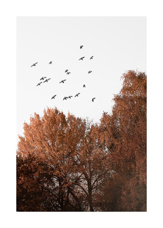 Birds over the Forest 0