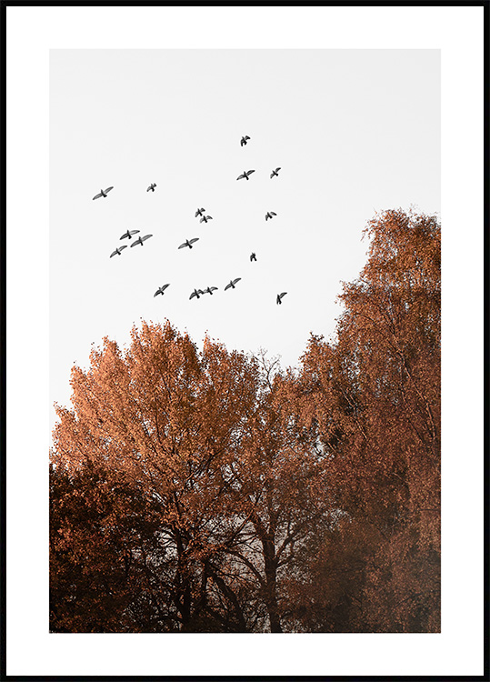 Identificere ondsindet antydning Fugle over skoven plakat - Flyvende fugle print