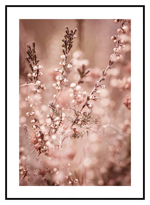 Poster di fiori di erica (21x30 cm) - Poster Store