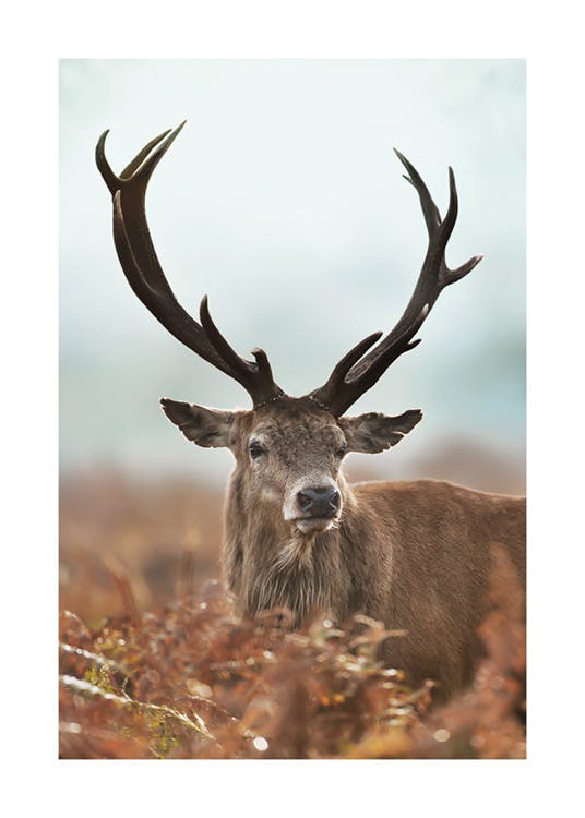 Plakát lesního jelena 0