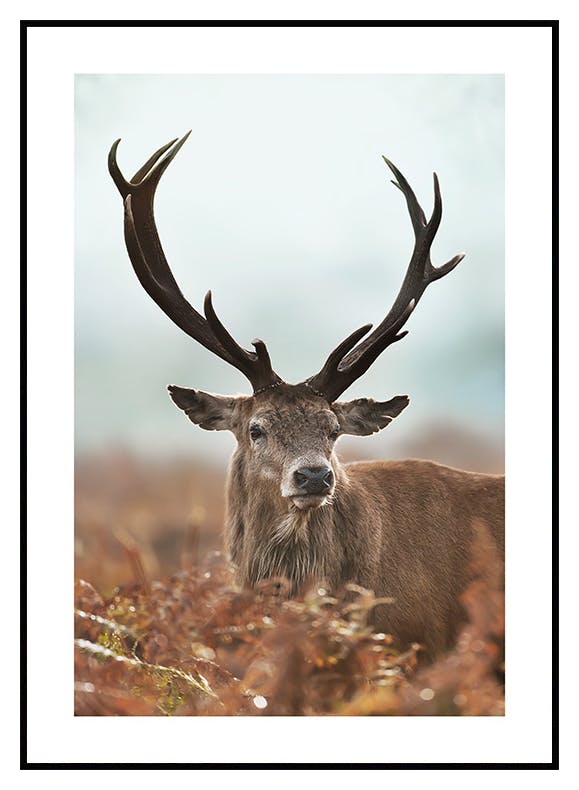 Forest Stag Poster (30x40 cm) - Poster Store