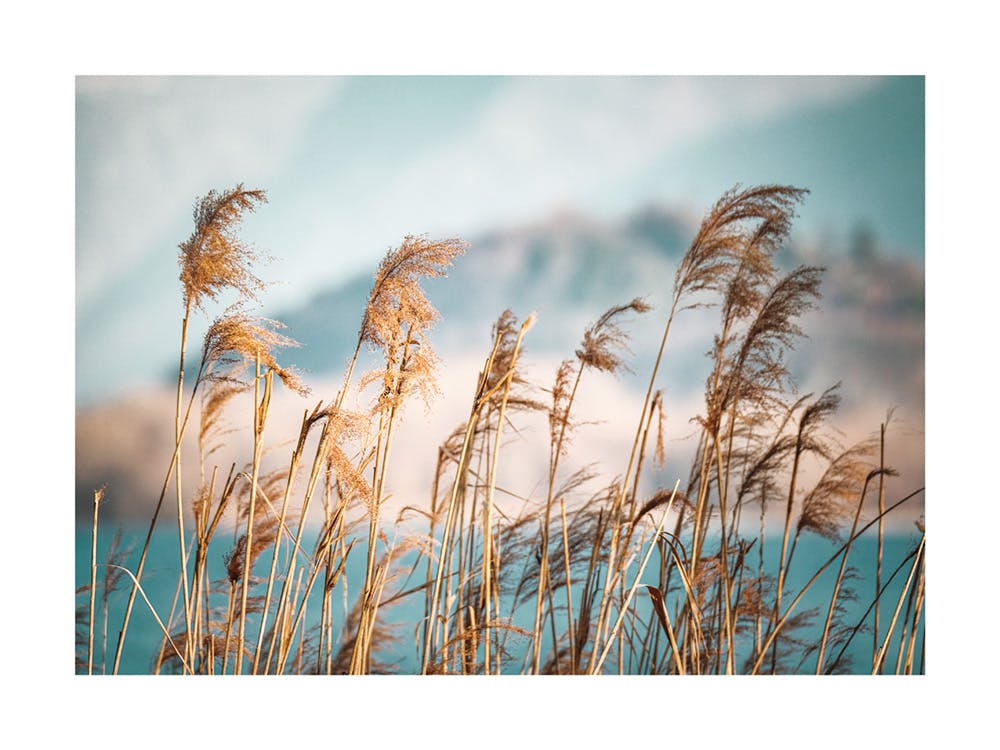 Reeds by the Lake Plakat 0