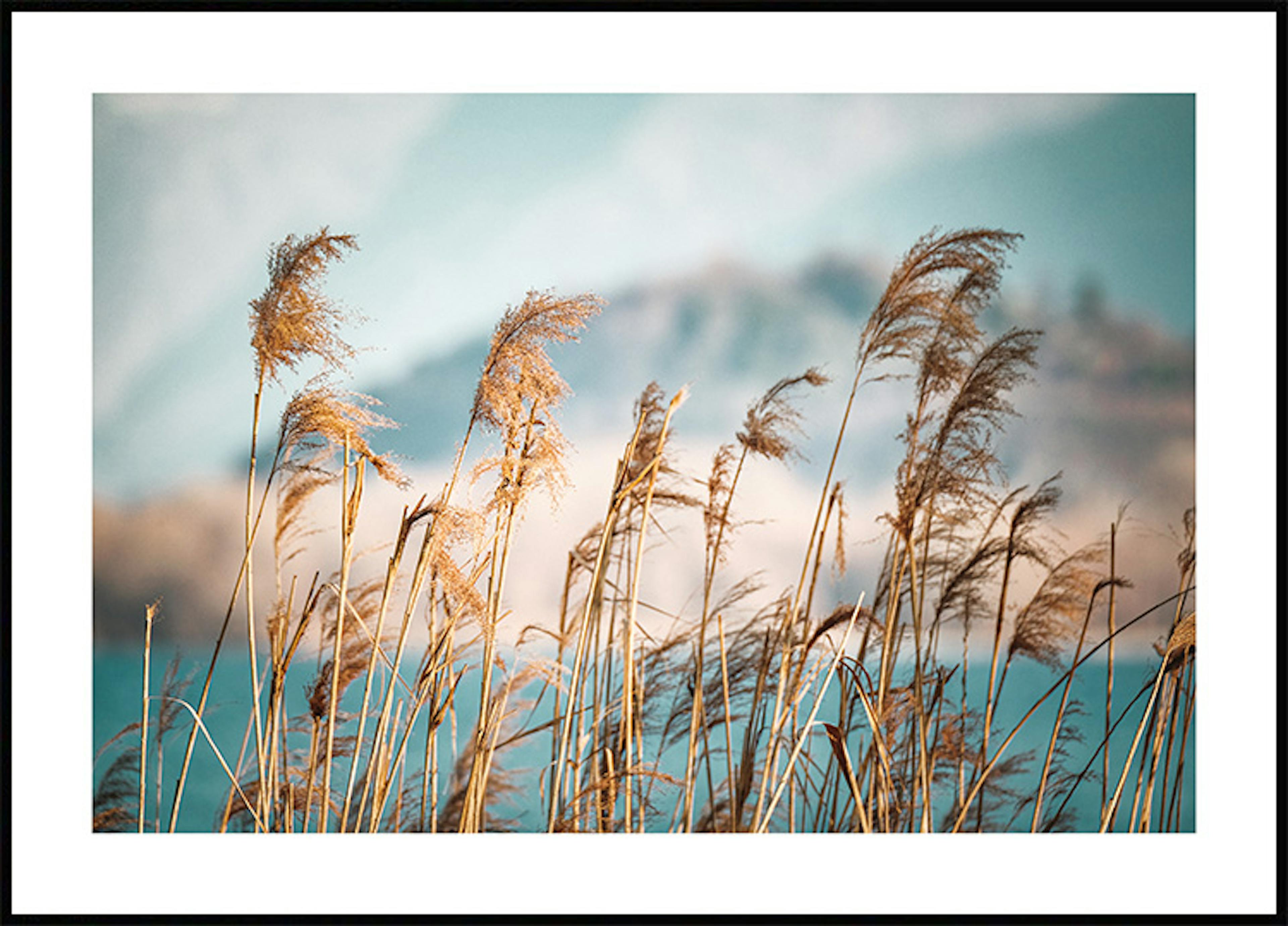 Reeds by the Lake Poster 0