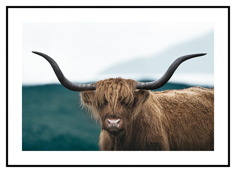 Wildes Hochlandrind-Plakat (50x70 cm) - Poster Store