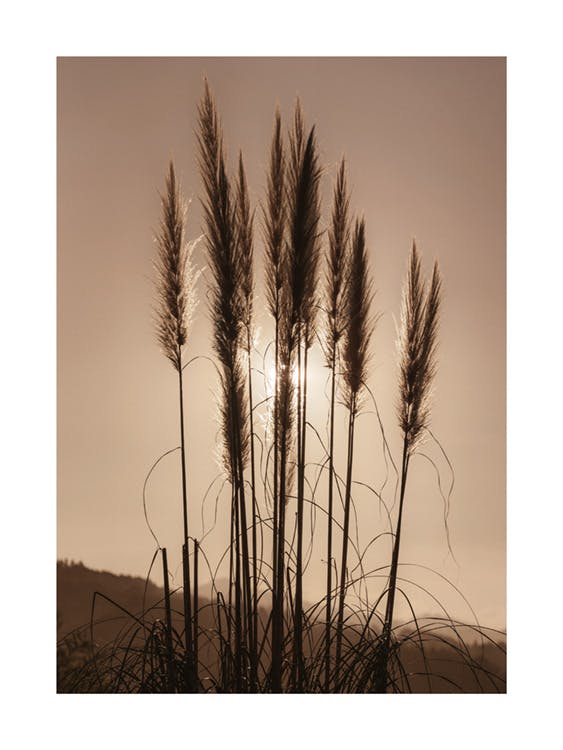 Græs ved solnedgang plakat 0
