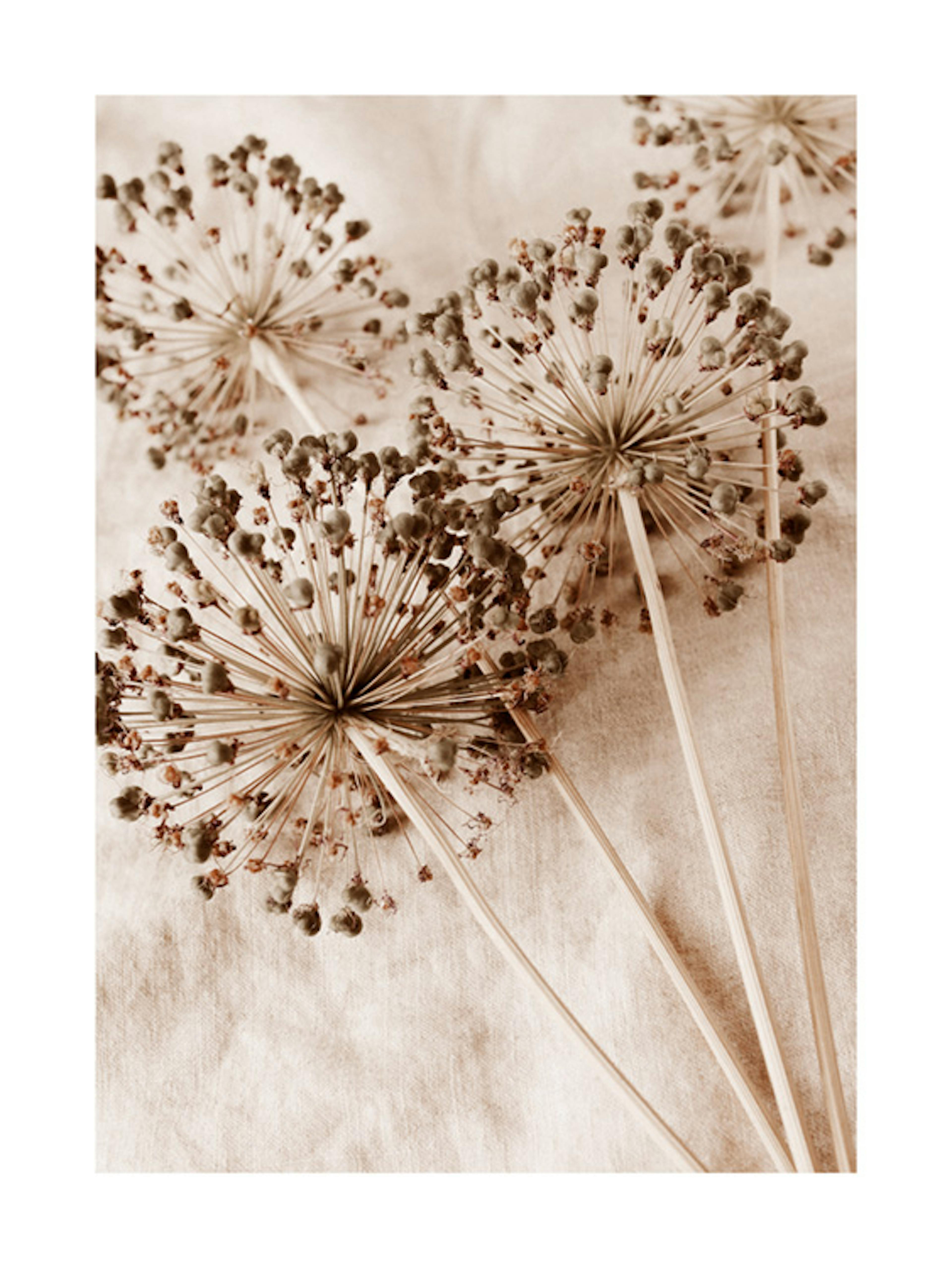 Dry Allium Flowers Poster 0
