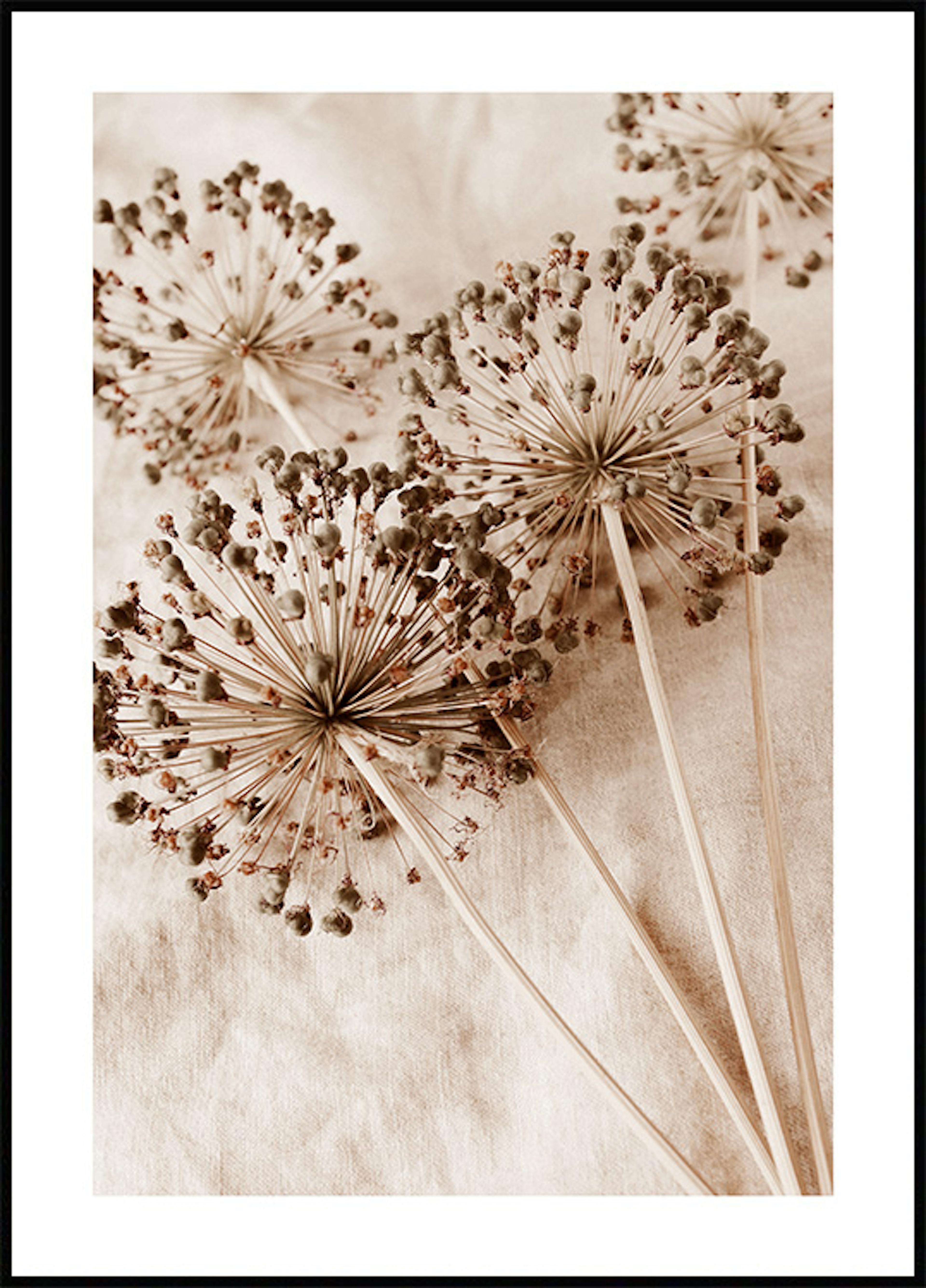 Dry Allium Flowers Affiche 0
