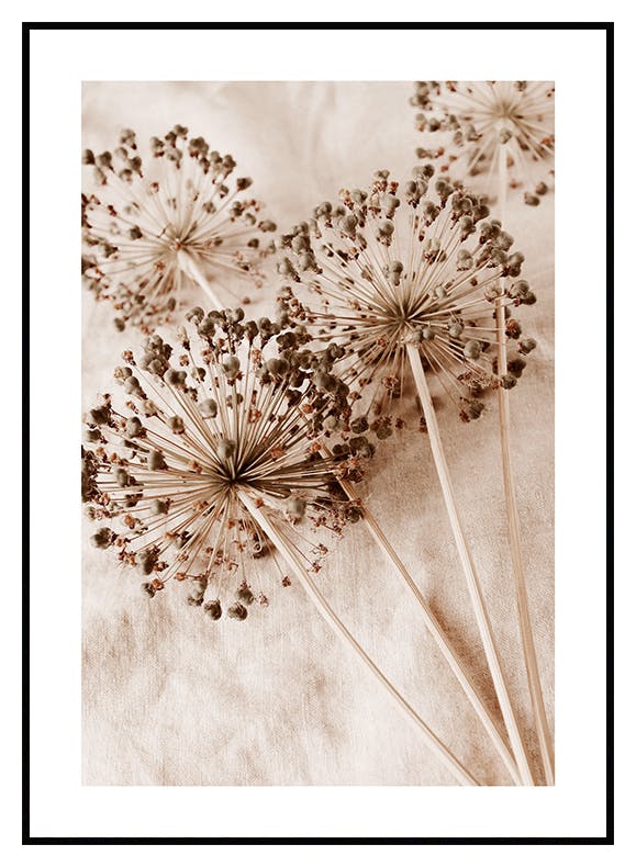 Dry Allium Flowers Poster (30x40 cm) - Poster Store
